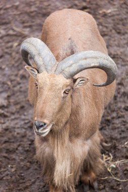 Portrait of a goat clipart