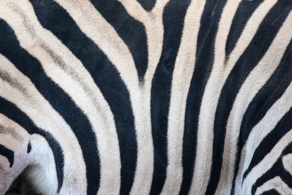 Zebra-patroon — Stockfoto