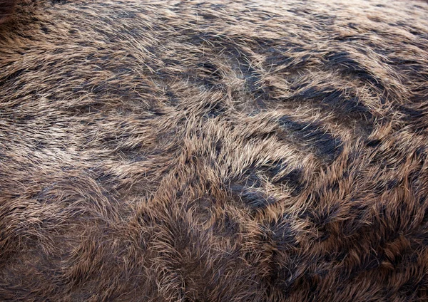To zbliżenie dziki futro — Zdjęcie stockowe