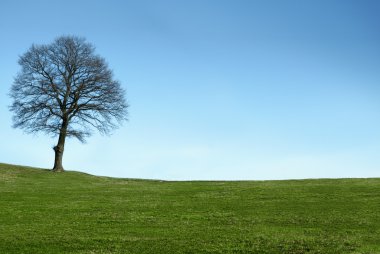 Tree on autumn day clipart