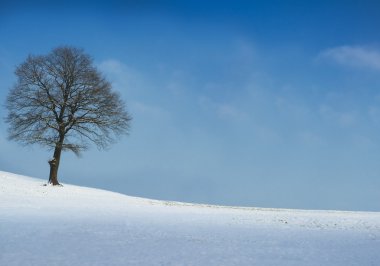ağacı güneşli kış gününde