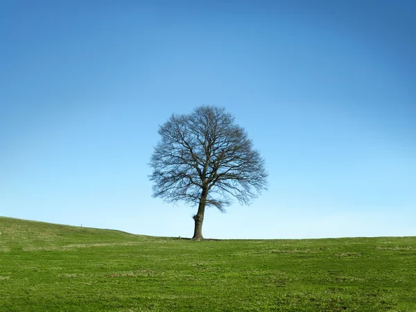 Sonbahar günü on ağacının — Stok fotoğraf