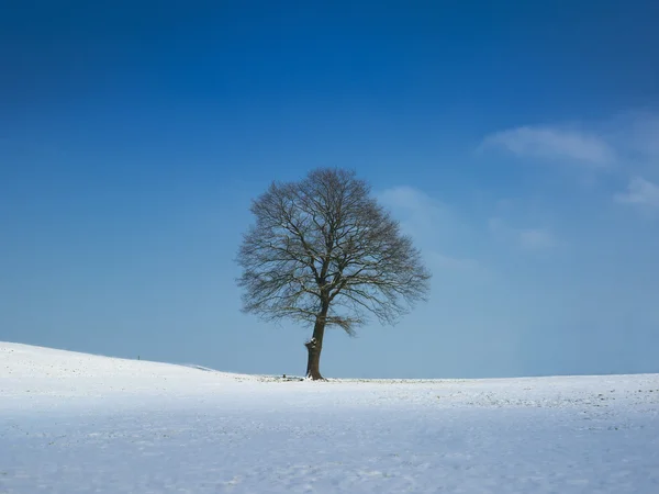 stock image Tree on sunny winter day