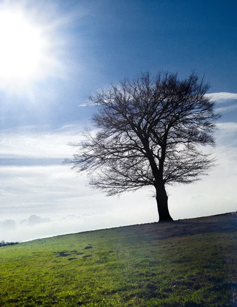 Árbol el día de otoño —  Fotos de Stock