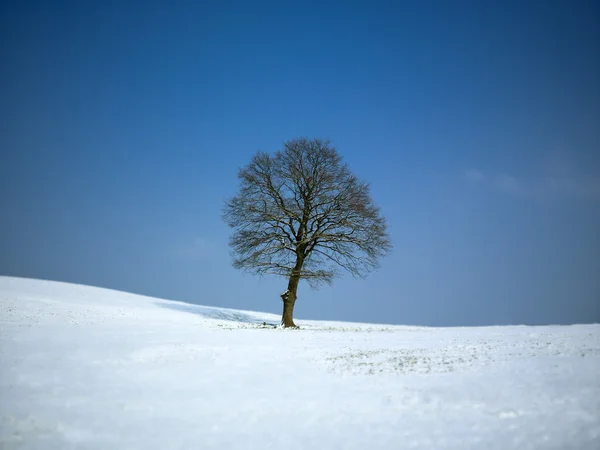 Tree on sunny winter day Stock Photo