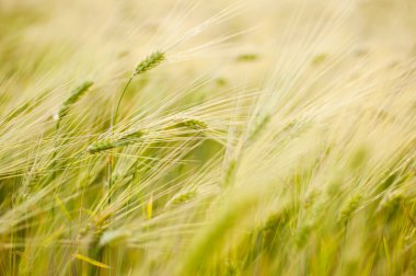 Barley field clipart