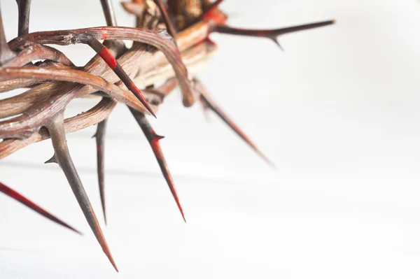 Crown of thorns on a white background — Stock Photo, Image