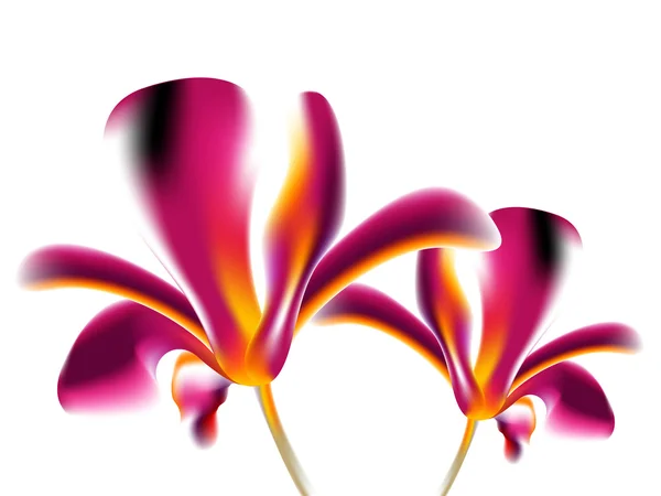 Colorful flower background — Stock Photo, Image