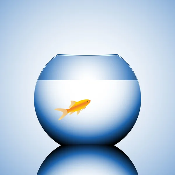 Goldfish em uma tigela — Fotografia de Stock