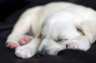 Uyuyan labrador yavrusu