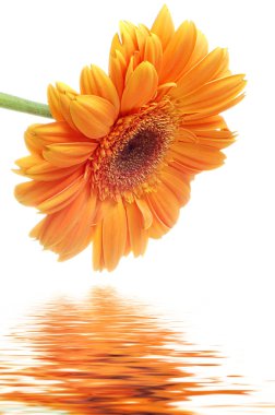 Flower Gerbera clipart