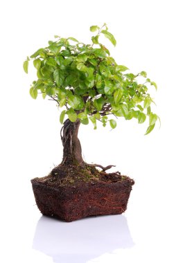 Bonsai Ağacı