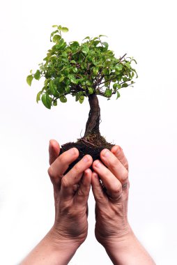 bonsai ağacı tutan eller