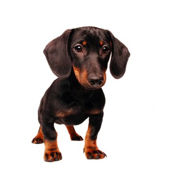 Dachshund Köpek