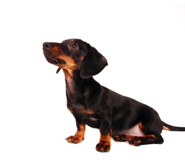 Dachshund Köpek