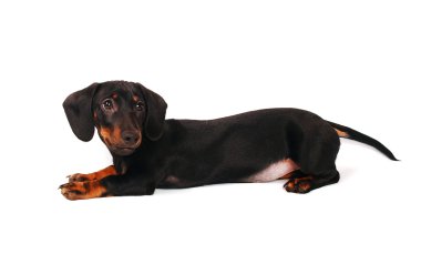 Dachshund Köpek