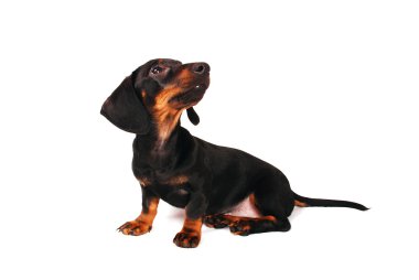 Dachshund Köpek