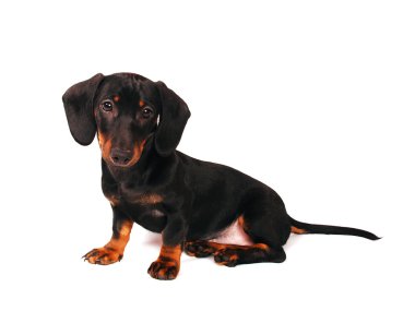 Dachshund Köpek