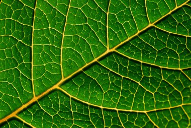 Green leaf detail clipart