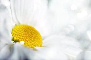 Closeup of white daisy clipart