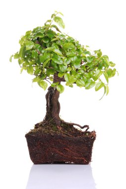 Bonsai Ağacı