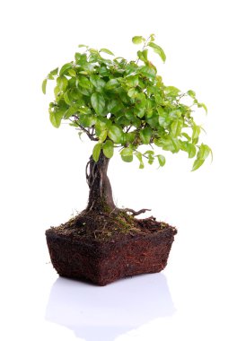 Bonsai Ağacı