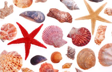 Sea shell isolated on white clipart