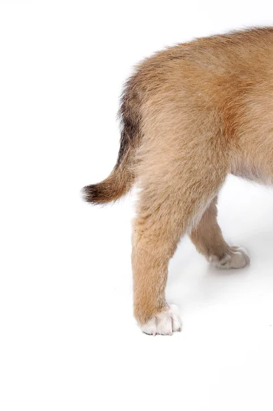 子犬の尾 — ストック写真