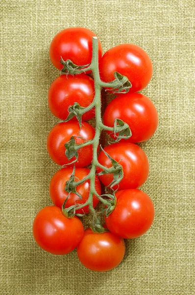 포도 나무에 빨간 체리 토마토 — 스톡 사진