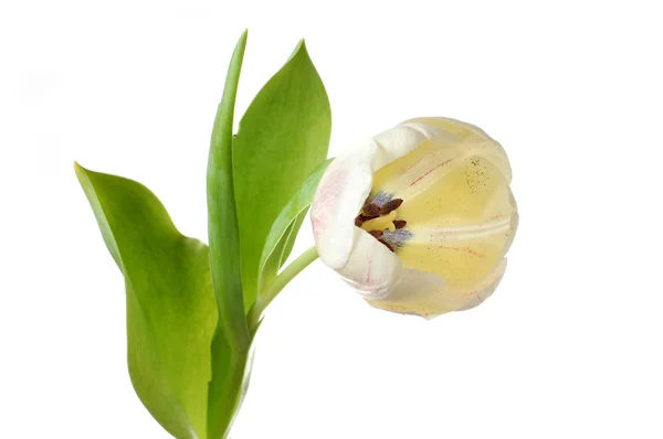 Fehér tulipán virág — Stock Fotó
