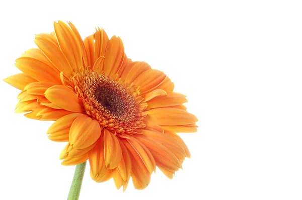 Flor Gerbera — Fotografia de Stock