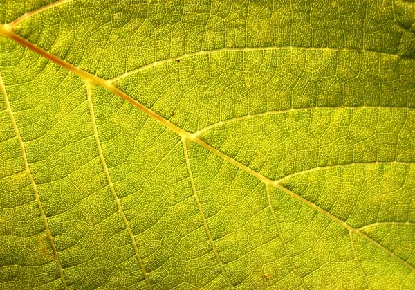 Fundo de folha verde — Fotografia de Stock