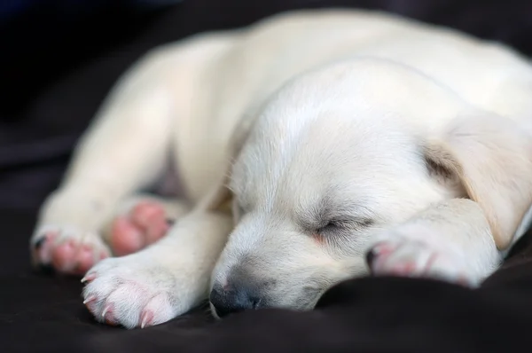 睡着的拉布拉多小狗 — 图库照片