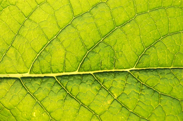 Latar belakang daun hijau — Stok Foto