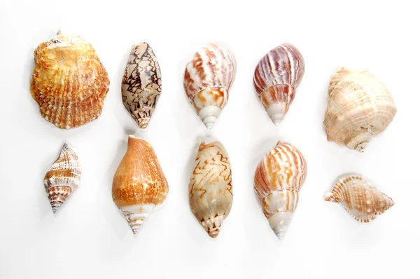 Sea shells — Stock Photo, Image