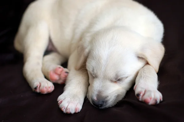 Cãozinho Labrador adormecido — Fotografia de Stock