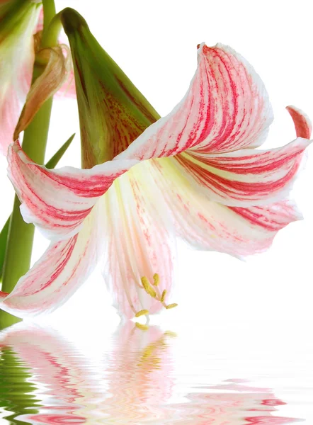 Lilly — Stock Photo, Image