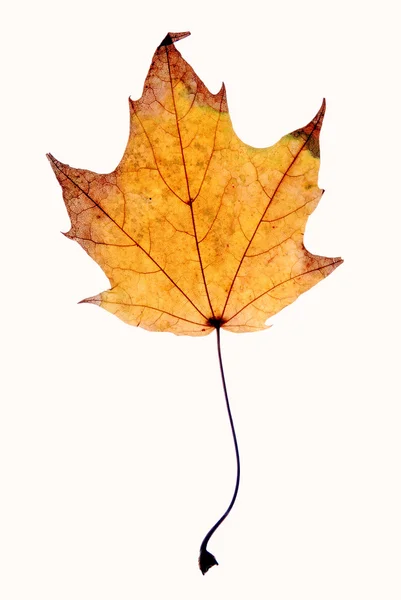 Herbst Blatt Hintergrund — Stockfoto