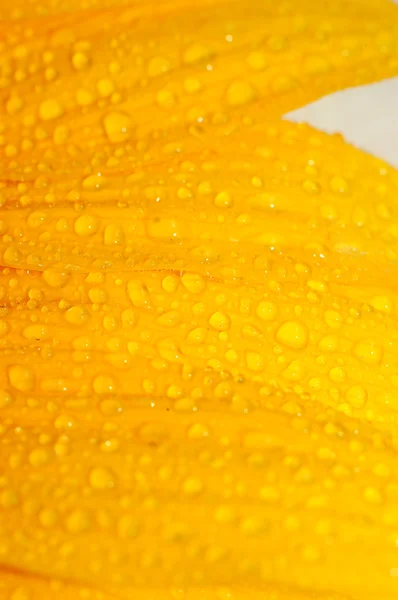 Sunflower petals closeup — Stock Photo, Image