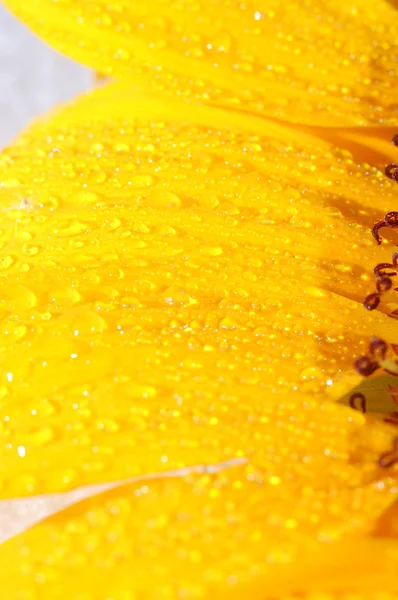 Płatki słonecznika zbliżenie — Zdjęcie stockowe