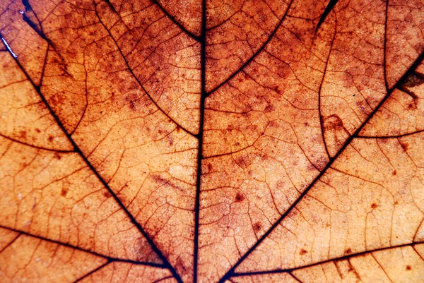 Jesień liść tło — Zdjęcie stockowe