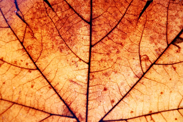 秋天树叶背景 — 图库照片
