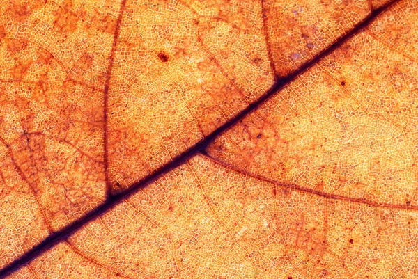 Latar belakang daun musim gugur — Stok Foto