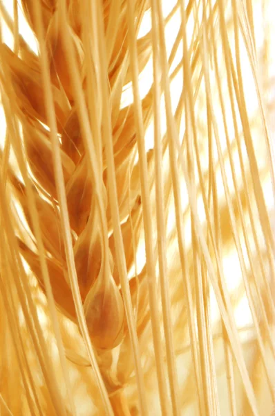 Hojas de grano dorado —  Fotos de Stock