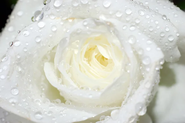 Makroaufnahme einer weißen Rose — Stockfoto