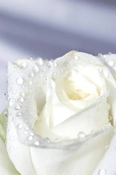 Μακροεντολή εικόνα του ένα λευκό τριαντάφυλλο — Φωτογραφία Αρχείου