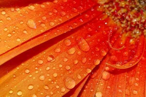 Красивые лепестки подсолнуха — стоковое фото