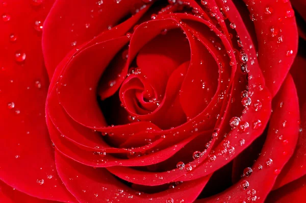 Κόκκινο τριαντάφυλλο με σταγονίδια νερού — Φωτογραφία Αρχείου