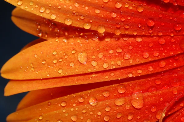 Красиві соняшникова пелюстки — стокове фото