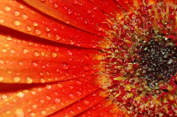美しいヒマワリ花びらのクローズ アップ — ストック写真